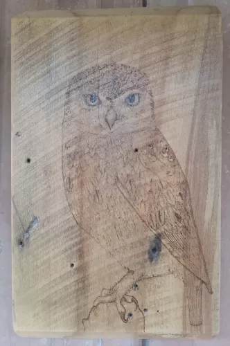 Bird of Prey Burn 15"x9"