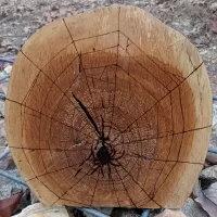 Spider Burl Burn 8"x8"