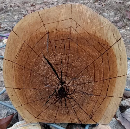 Spider Burl Burn 8"x8"